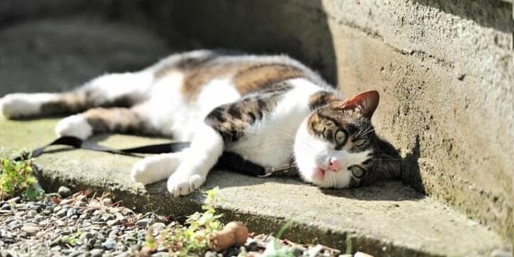 ad_with_cat
