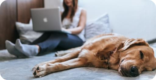 ad_with_dog